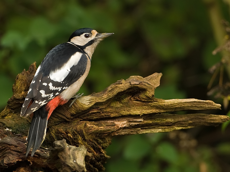 Dendrocopos major Grote Bonte Specht Great Spotted Woodpecker